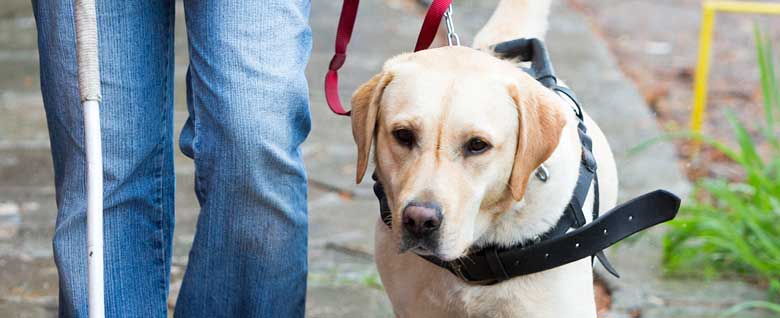 Access refusals prompt 40% rise in discrimination claims from guide dog and assistance dog users 