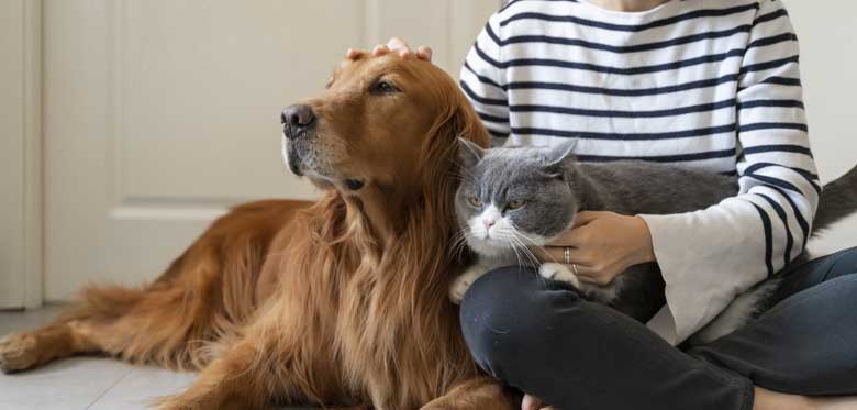 Who keeps the pets after a separation?