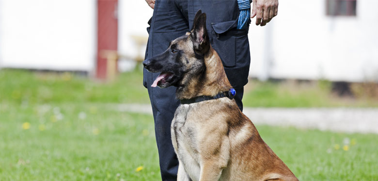 Police dog handler awarded &#163;15,000 after fitness test deemed discriminatory